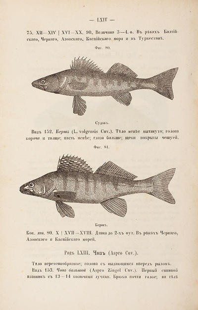 Сабанеев, Л.П. Описание и изображения рыб, встречающихся в Российской империи. Россия. 1875 год.